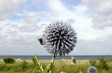 Ostseestrand